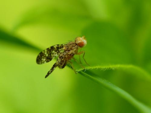 Réf. 285 492 : Oxyna flavipennis